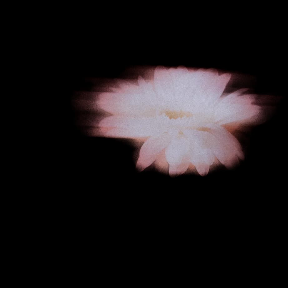 flower image
